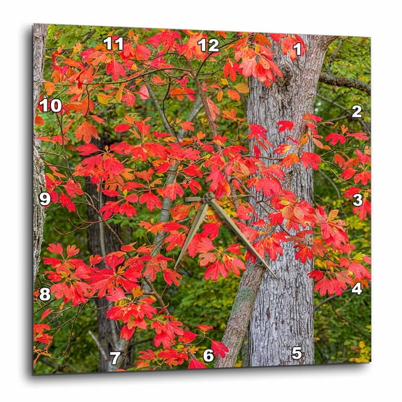 3drose, Sassafras Trees, Stephen Forbes State Park, Autumn, Marion County, Il, 10x10 Wall Clock
