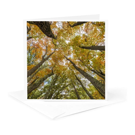 3drose, Sassafras Trees, Stephen Forbes State Park, Fall, Marion County, Il., 1 Greeting Card with Envelope