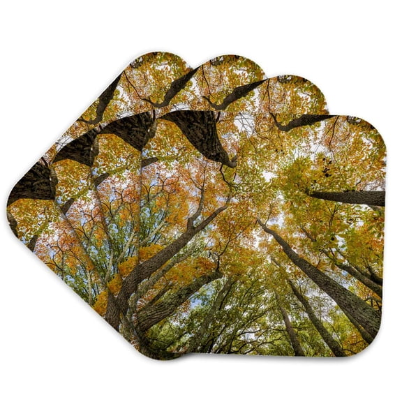 3drose, Sassafras Trees, Stephen Forbes State Park, Fall, Marion County, Il., Set of 4 Coasters - Soft