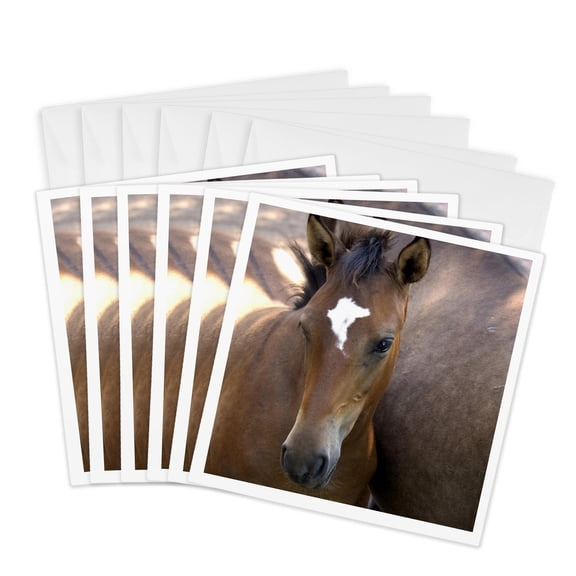 3drose, Sd, Black Hills Wild Horse Sanctuary - Us42 Cmi0094 - Cindy Miller Hopkins, 6 Greeting Cards with Envelopes
