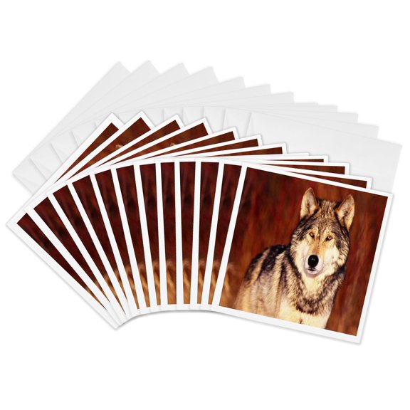 3drose, Serious Pose of Brown Wolf, 12 Greeting Cards with Envelopes
