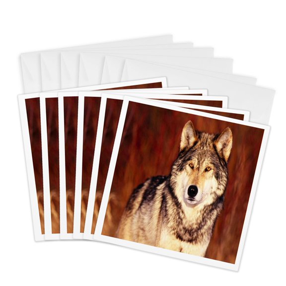 3drose, Serious Pose of Brown Wolf, 6 Greeting Cards with Envelopes