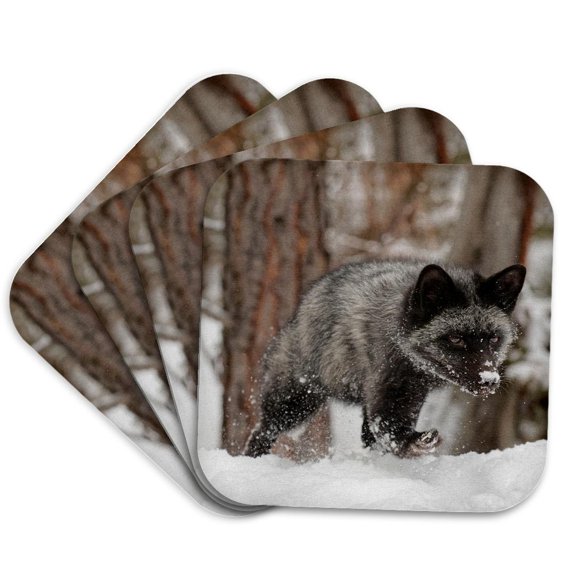 3drose, Silver Fox a Melanistic Form of the Red Fox, Montana, Set of 4 Coasters - Soft