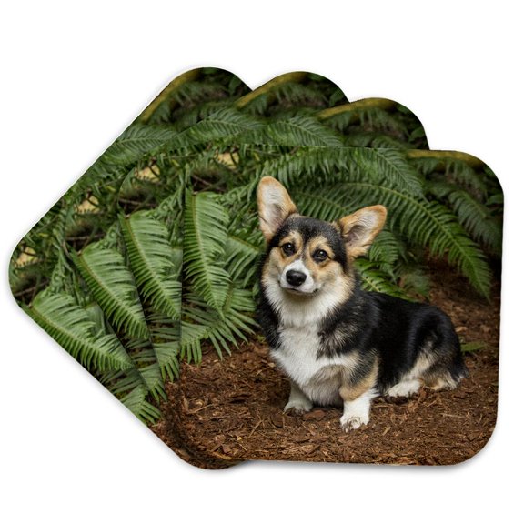 3drose, Six Month Old Corgi Puppy Posing in Front of Western Swordfern. Pr, Set of 4 Coasters - Cork