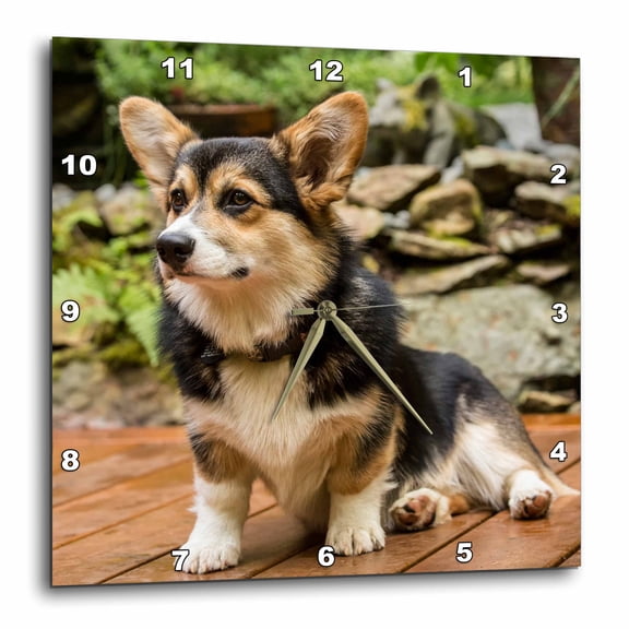 3drose, Six Month Old Corgi Puppy Posing on His Wooden Deck., 15x15 Wall Clock