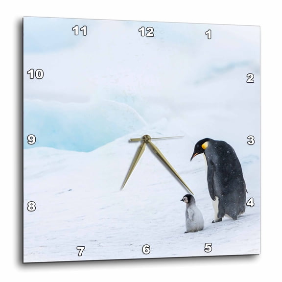 3drose, Snow Hill Island, Antarctica Emperor Penguin Walking with Tiny Chick, 10x10 Wall Clock