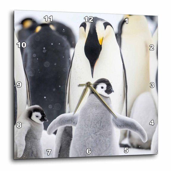 3drose, Snow Hill Island, Antarctica. Juvenile Emperor Penguin Stretching., 15x15 Wall Clock
