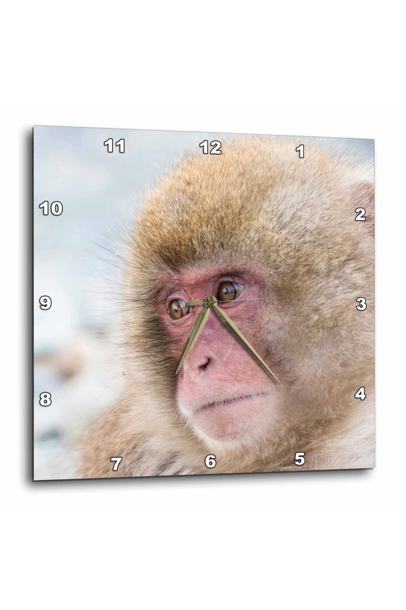 , Snow Monkeys, Nagano, Japan, 10x10 Wall Clock