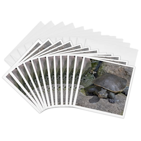 3drose, Softshell Turtle on Rock Reptile, 12 Greeting Cards with Envelopes