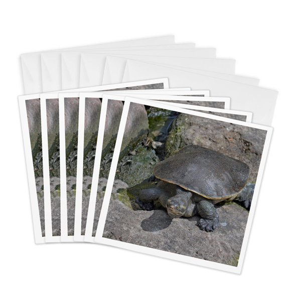 3drose, Softshell Turtle on Rock Reptile, 6 Greeting Cards with Envelopes