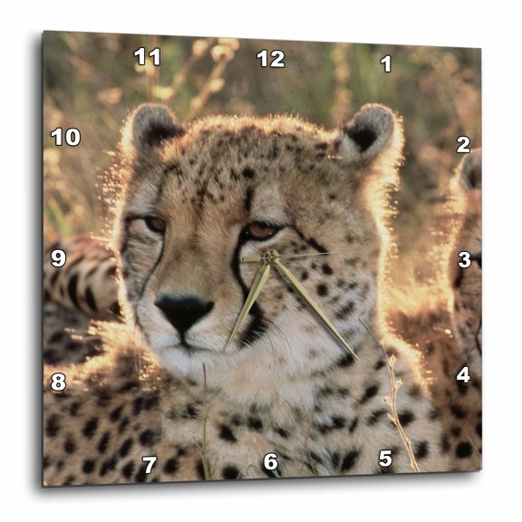 3drose, South Africa, Close-up of Cheetahs, 13x13 Wall Clock