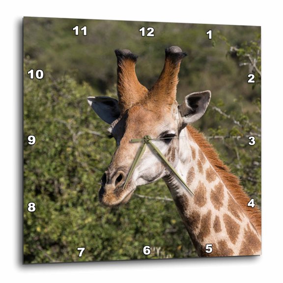 3drose, South Africa, Durban, Tala Game Reserve. Giraffe., 15x15 Wall Clock