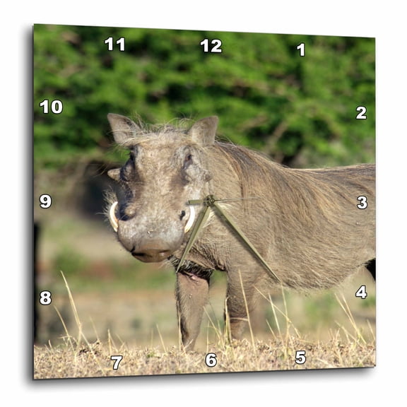 3drose, South Africa, Kwazulu Natal, Zulu Nyala Gr, Warthog-af42 Jen0053 - Jim Engelbrecht, 15x15 Wall Clock