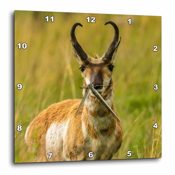 3drose, South Dakota, Custer State Park. Pronghorn Antelope Buck., 15x15 Wall Clock