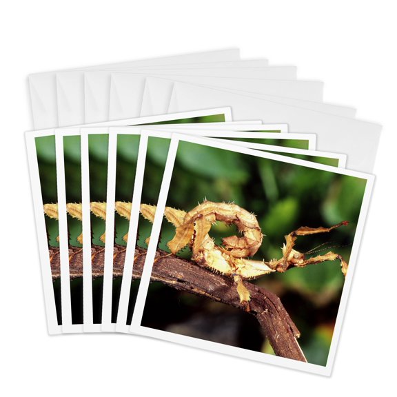 3drose, Spiney Stick Insect, Native to Australia - Na02 Dno0217 - David Northcott, 6 Greeting Cards with Envelopes