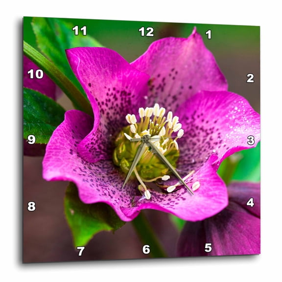 3drose, Spring, Magenta and Purple Helleborus or Letten Rose Flower, 10x10 Wall Clock