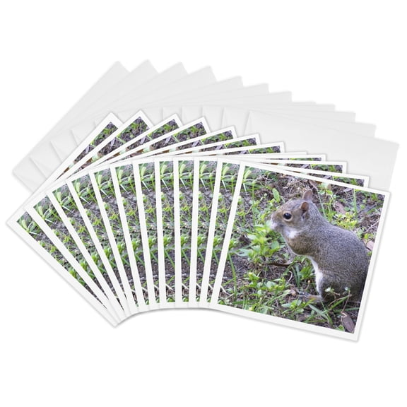 3drose, Squirrel Caught Eating, 12 Greeting Cards with Envelopes