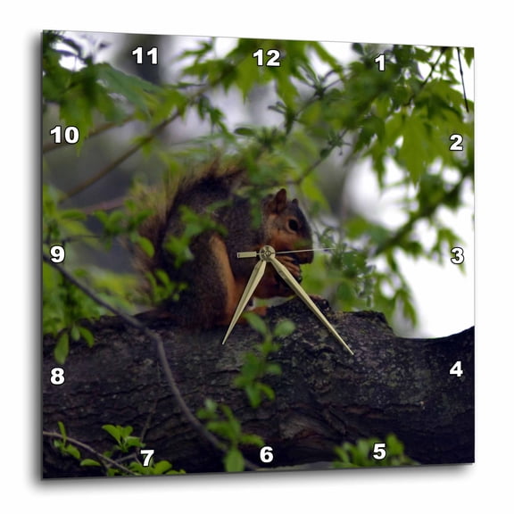 3drose, Squirrel Eating Nut Squirrel in Tree, 10x10 Wall Clock