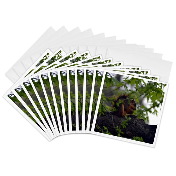 3drose, Squirrel Eating Nut Squirrel in Tree, 12 Greeting Cards with Envelopes