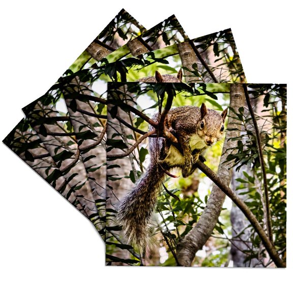 3drose, Squirrel Hanging from Tree, Set of 4 Ceramic Tile Coasters