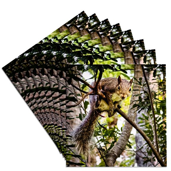 3drose, Squirrel Hanging from Tree, Set of 8 Ceramic Tile Coasters