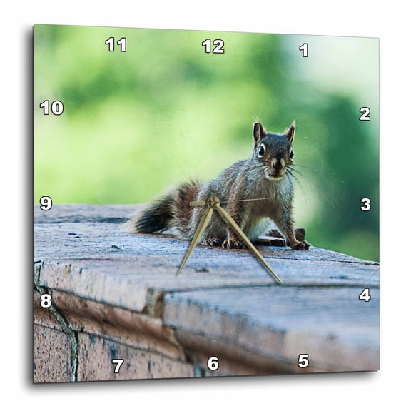 3drose, Squirrel Looking at the Camera, 10x10 Wall Clock