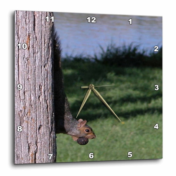 3drose, Squirrel with Walnut, 15x15 Wall Clock