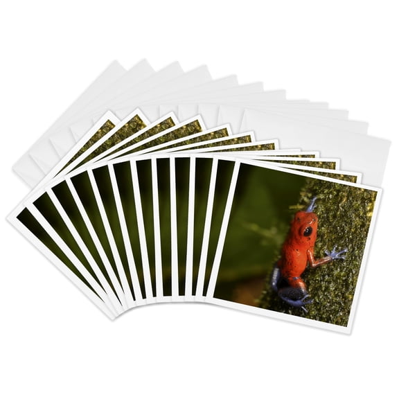 3drose, Strawberry Poison-dart Frog, La Selva, Costa Rica - Sa22 Mpr0048 - Maresa Pryor, 12 Greeting Cards with Envelopes