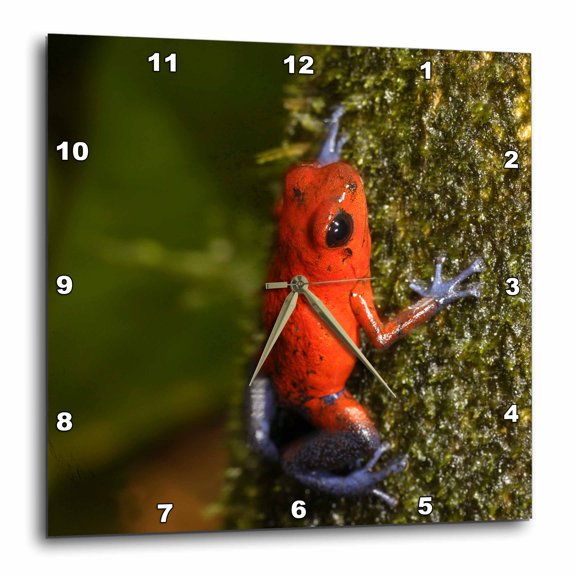 3drose, Strawberry Poison-dart Frog, La Selva, Costa Rica - Sa22 Mpr0048 - Maresa Pryor, 15x15 Wall Clock