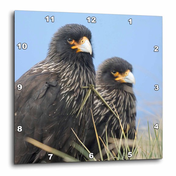 3drose, Striated Caracara or Johnny Rook. Rare, Only on Falkland Islands., 10x10 Wall Clock