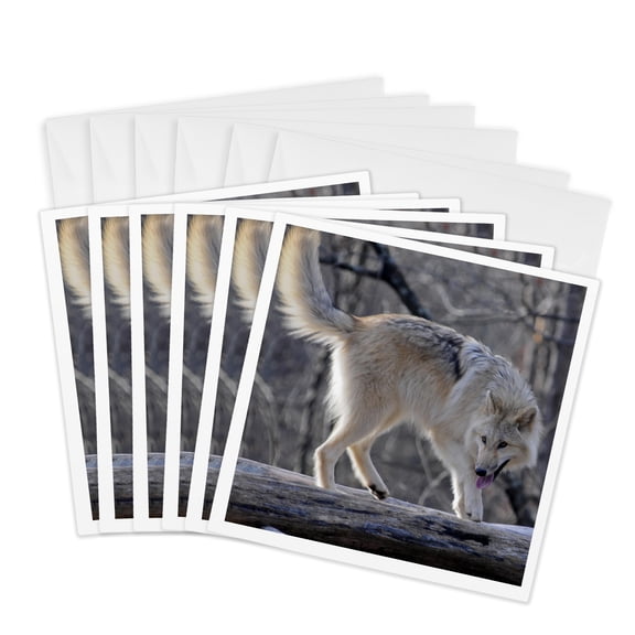 3drose, Tan Wolf Prowling 2, 6 Greeting Cards with Envelopes