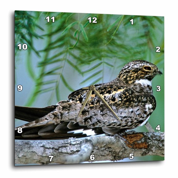 3drose, Texas, Rio Grande Valley, Common Nighthawk Bird - Us44 Bja0092 - Jaynes Gallery, 15x15 Wall Clock