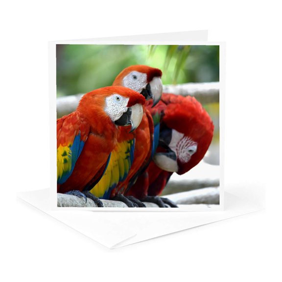 3drose, Three Red Macaw Group, 1 Greeting Card with Envelope
