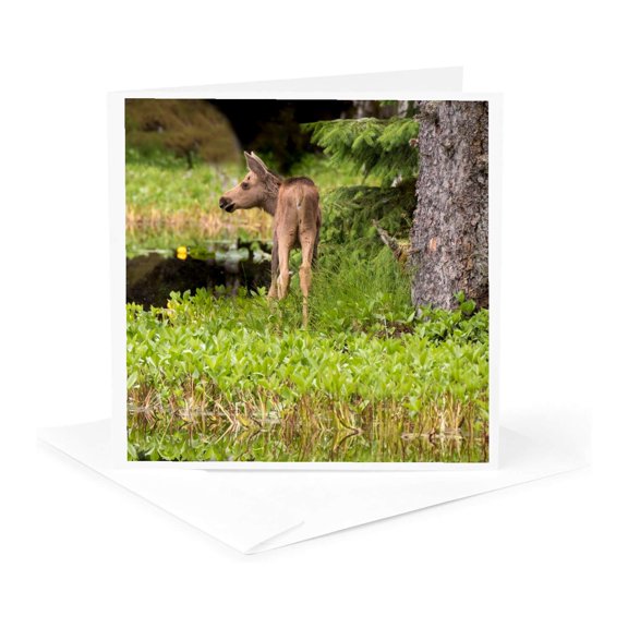 3drose, Tiny Moose Calf Waits for Mother at a Rainforest Pond, Glacier Bay., 1 Greeting Card with Envelope