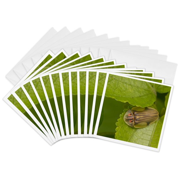 3drose, Tortoise Shell Beetle Insect, Costa Rica - Sa22 Rsp0022 - Rob Sheppard, 12 Greeting Cards with Envelopes