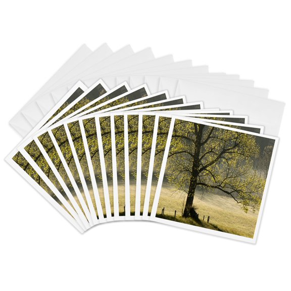 3drose, Tree Backlit at Sunrise, Cades Cove, Smoky Mountains N.p., Tennessee, 12 Greeting Cards with Envelopes