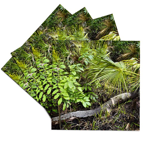 3drose, Tropical Forest, Set of 4 Ceramic Tile Coasters