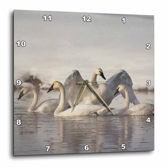 3drose, Trumpeter Swans, Madison River, Yellowstone, Wyoming - Us51 Cha0135 - Chuck Haney, 10x10 Wall Clock