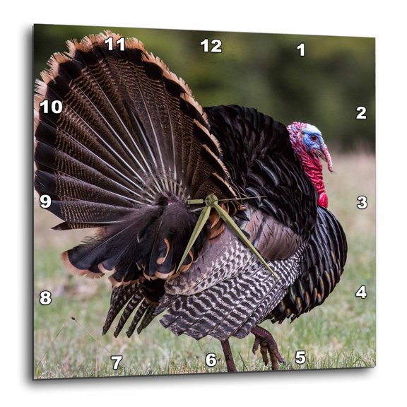 3drose, Turkey Tom in Breeding Plumage in the Kootenai Nf of Montana, Usa, 15x15 Wall Clock