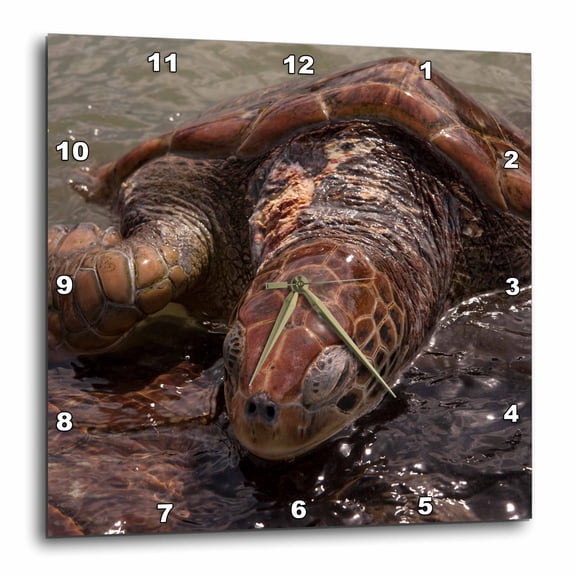 3drose, Turtle Farm, Green Sea Turtle, Grand Cayman - Ca42 Len0021 - Lisa S. Engelbrecht, 15x15 Wall Clock