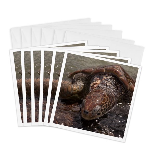3drose, Turtle Farm, Green Sea Turtle, Grand Cayman - Ca42 Len0021 - Lisa S. Engelbrecht, 6 Greeting Cards with Envelopes