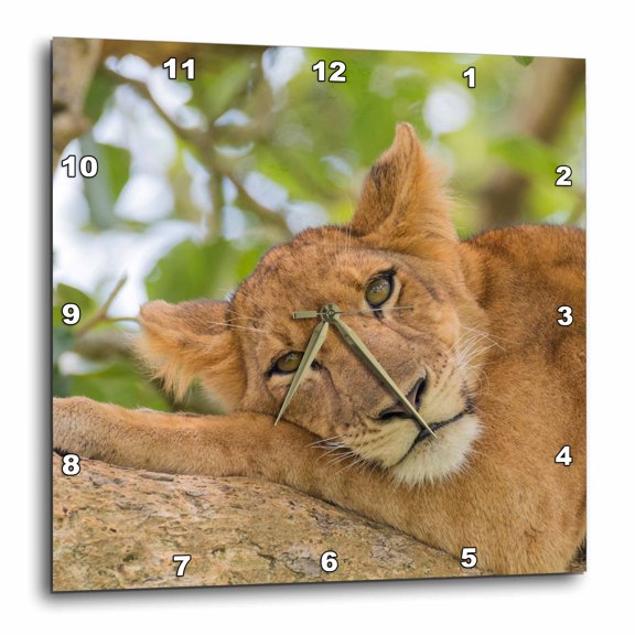 3drose, Uganda, Ishasha, Queen Elizabeth Np. Lioness Resting on a Branch., 15x15 Wall Clock