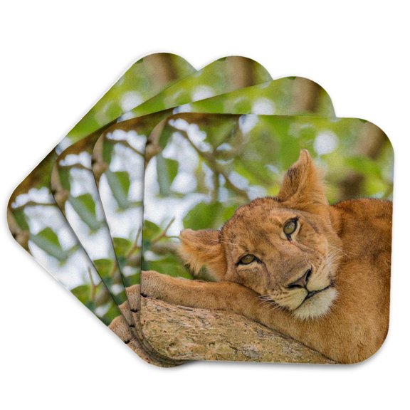 3drose, Uganda, Ishasha, Queen Elizabeth Np. Lioness Resting on a Branch., Set of 4 Coasters - Cork
