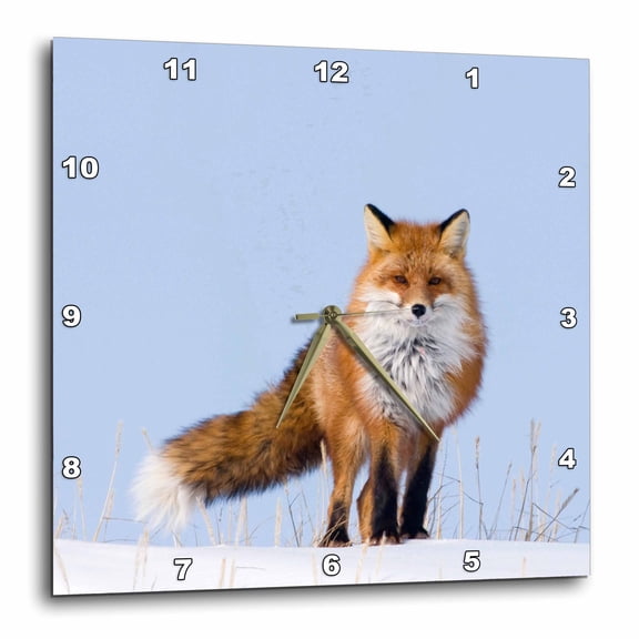 3drose, Usa, Alaska, Arctic Nwr. Red Fox, Adult Searching for Food., 10x10 Wall Clock