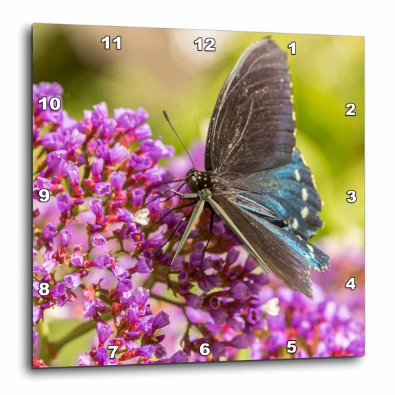 3drose, Usa, Arizona, Desert Botanic Garden. Black Swallow-tail Butterfly., 15x15 Wall Clock