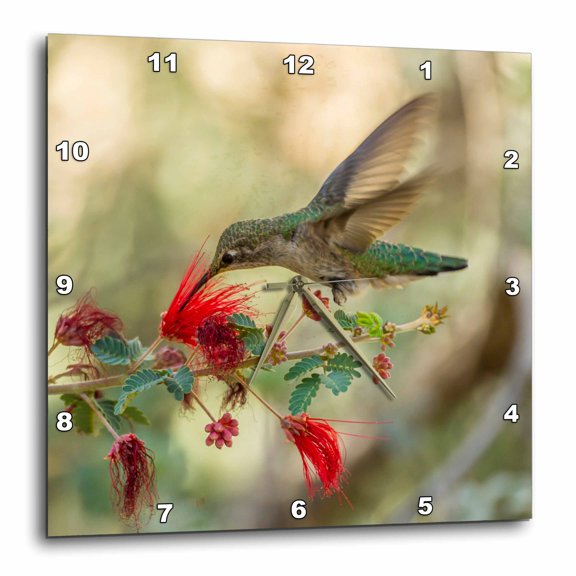 3drose, Usa, Arizona, Desert Botanic Garden. Hummingbird, Bottlebrush Flower., 15x15 Wall Clock