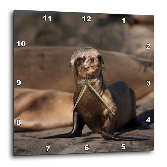 3drose, Usa, California, La Jolla. Baby Sea Lion on Sand., 15x15 Wall Clock