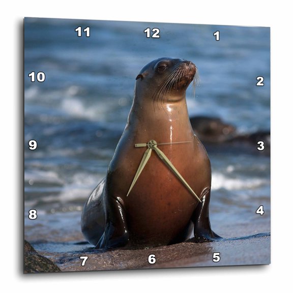 3drose, Usa, California, La Jolla. Sea Lion on Beach., 10x10 Wall Clock