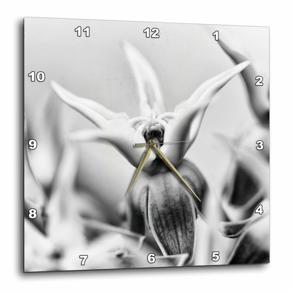 3drose, Usa, California, Owens Valley. Close-up of Showy Milkweed., 15x15 Wall Clock