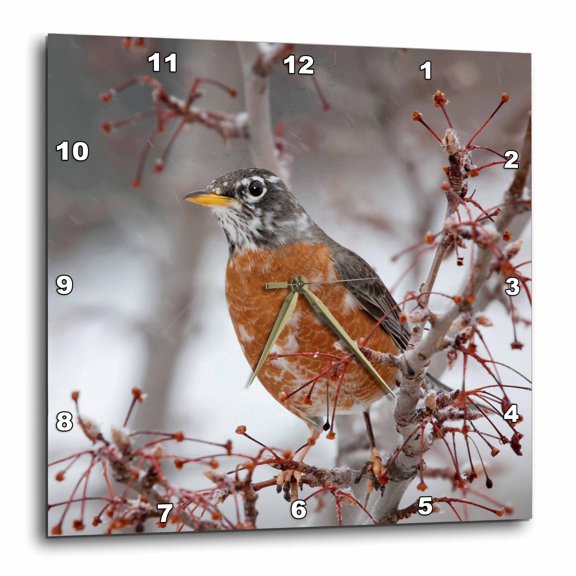 3drose, Usa, California, Owens Valley. Robin on Pear Tree., 10x10 Wall Clock